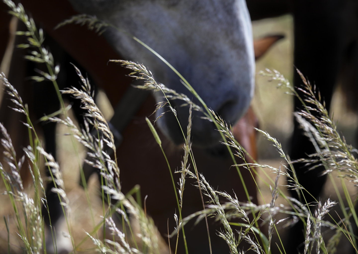 Een paard in de wei eet lang uitgegroeid gras