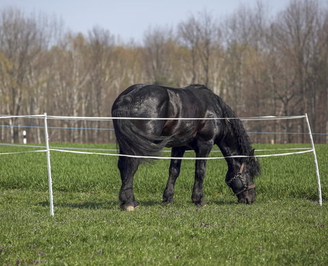 Een pony graast in de wei op een afgezet stukje gras