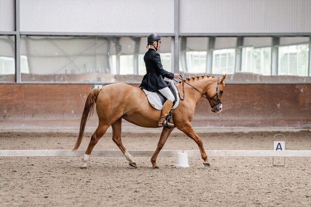 viviane smit en paard elin