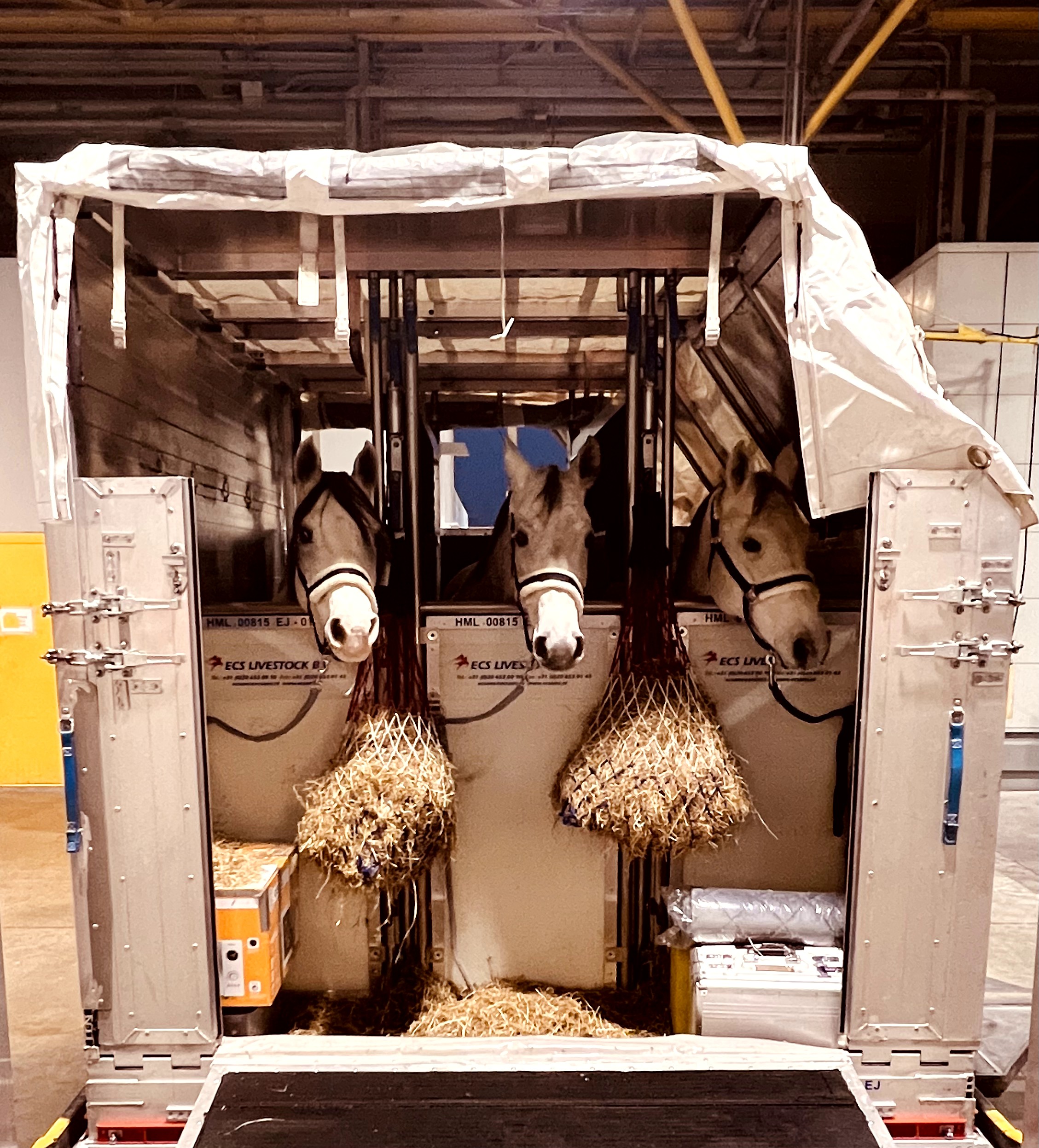 drie paarden in container, klaar voor reis met vliegtuig
