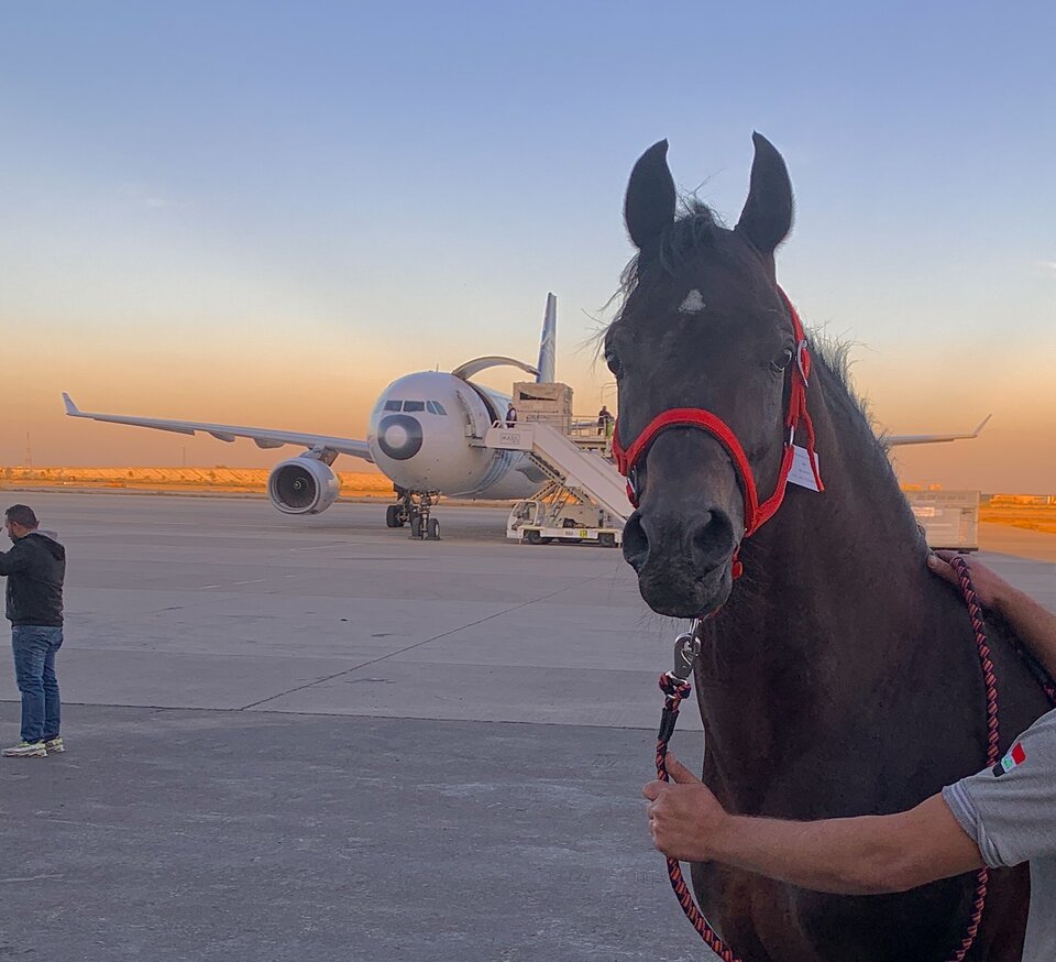 arabisch paard voor vliegtuig