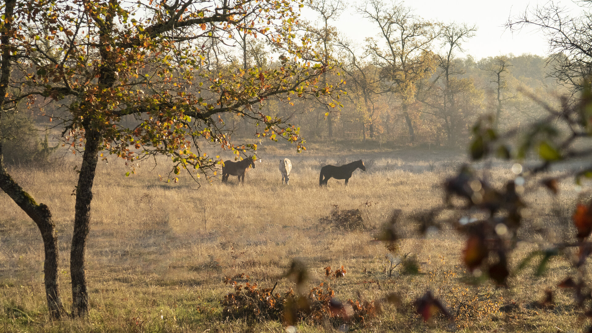 Samantha loopt naast haar veulentje