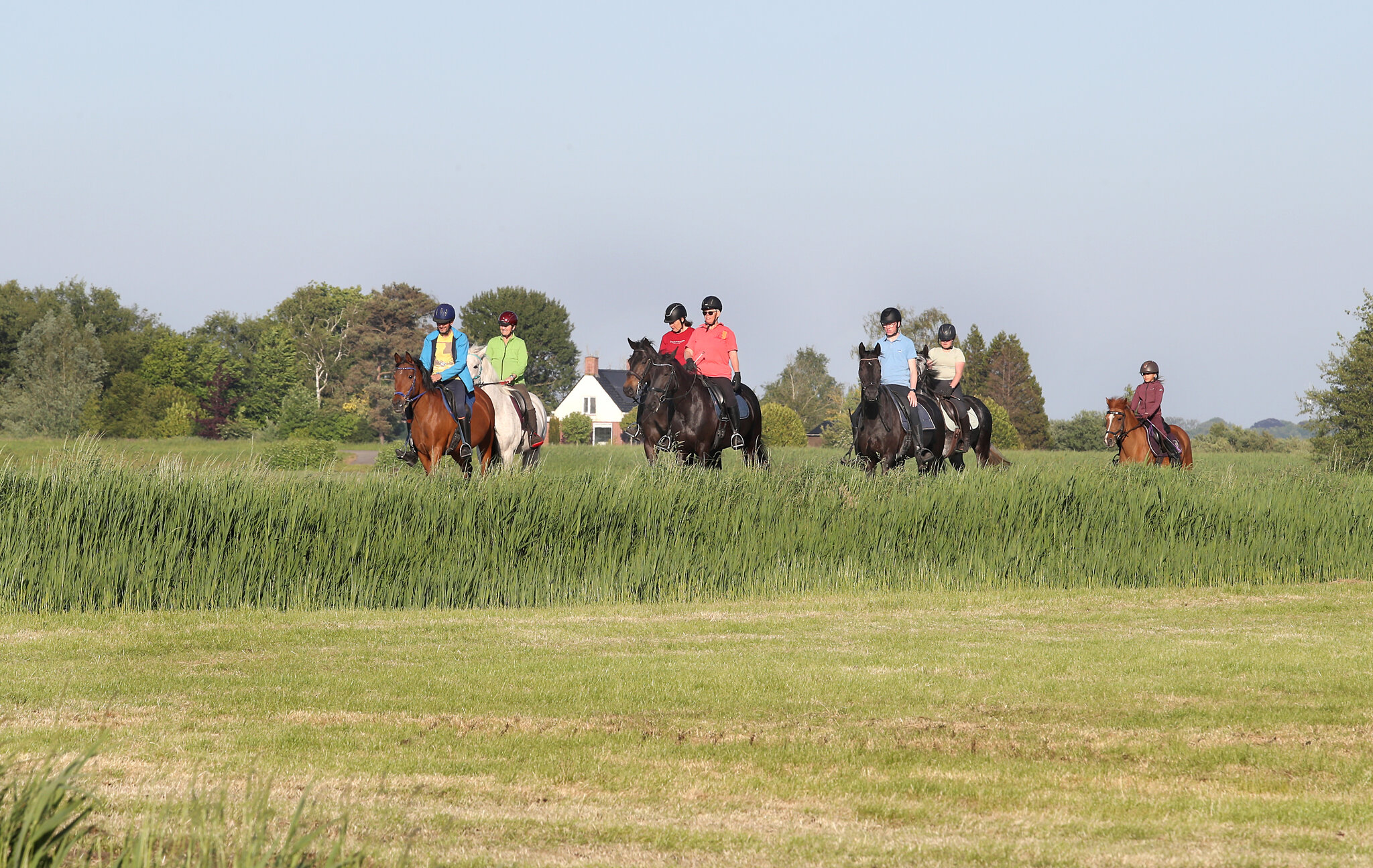 djilan en renata laten hun paarden bliksem en mano aan elkaar snuffelen