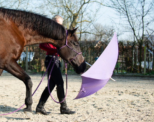 bram chardon vertelt over de wijze waarop hij het borsttuig aanbrengt bij zijn paard