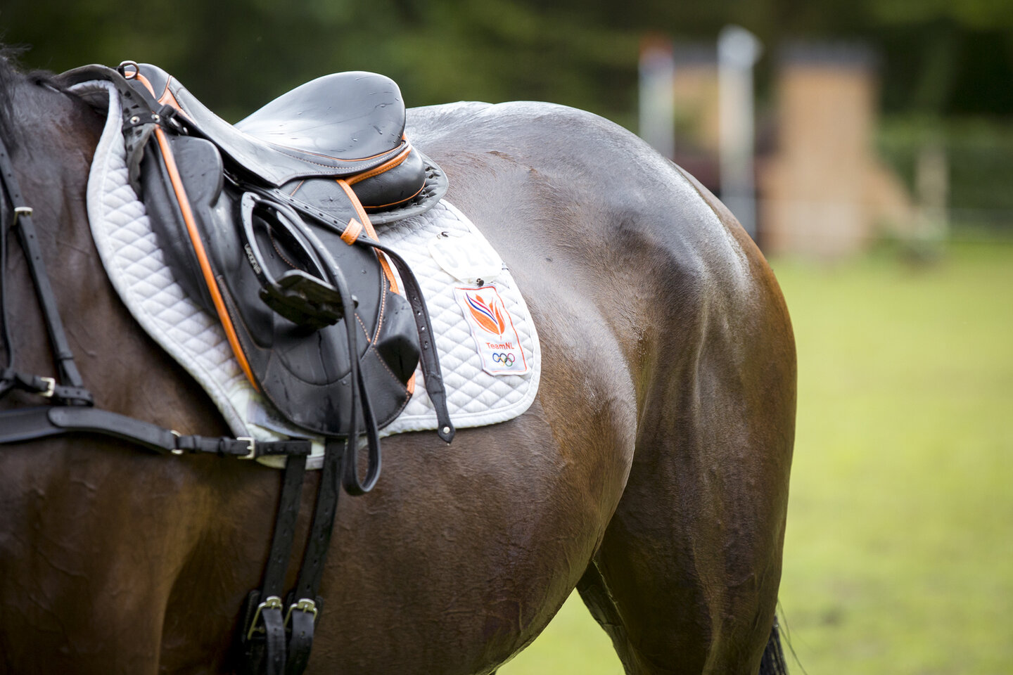 een zwetend paard na de cross met het teamnl logo op het zadeldekje