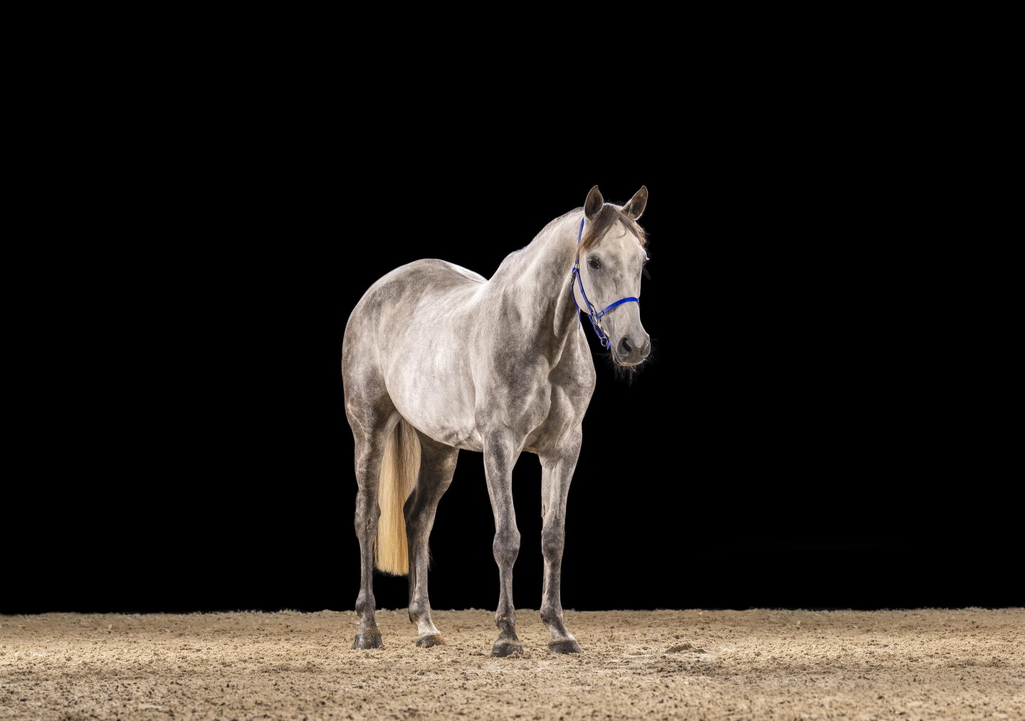 de schimmelmerrie poseert voor de rubriek het naakte en aangeklede paard