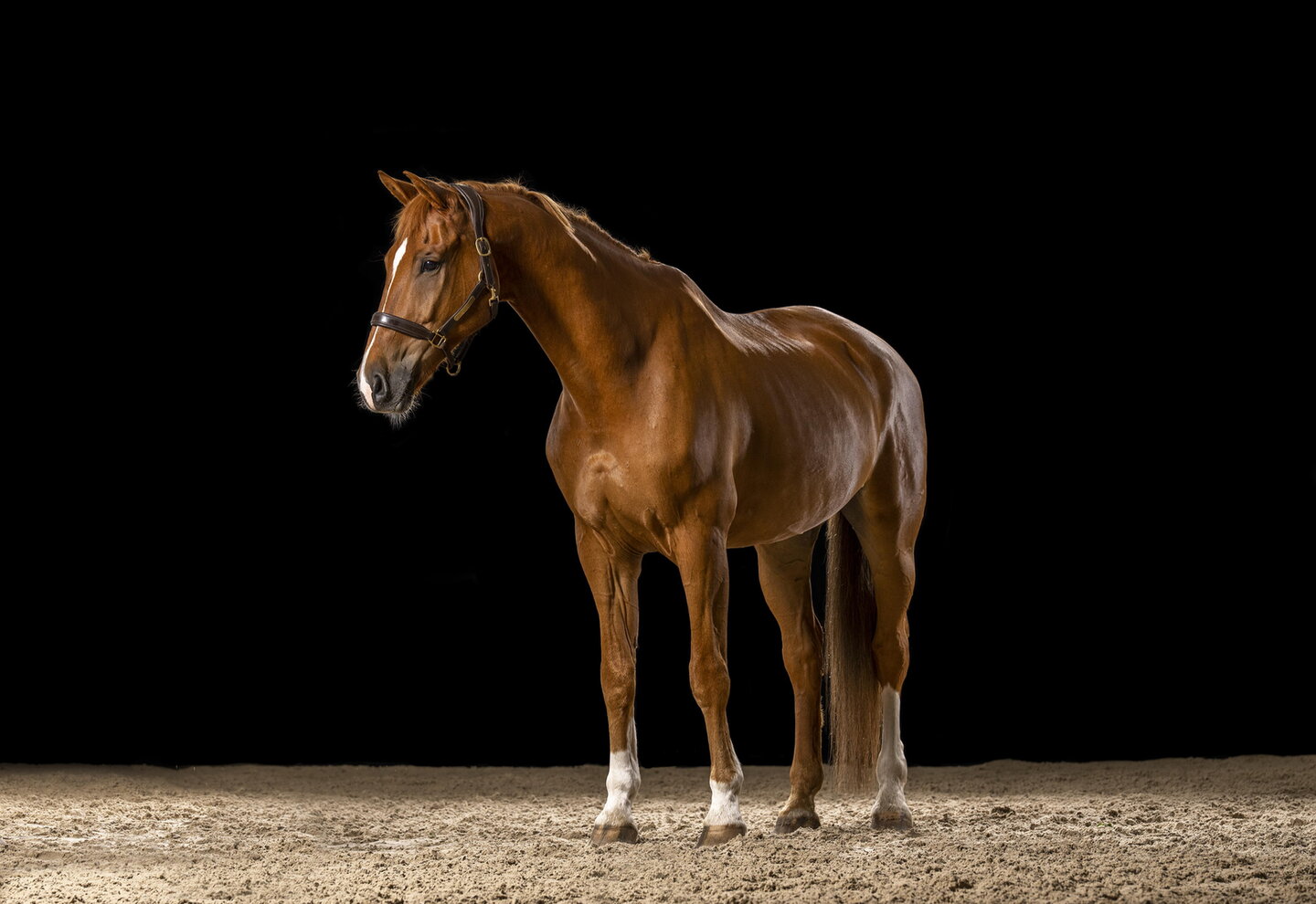 de vosruin staat op de foto voor de rubriek het naakte en aangeklede paard