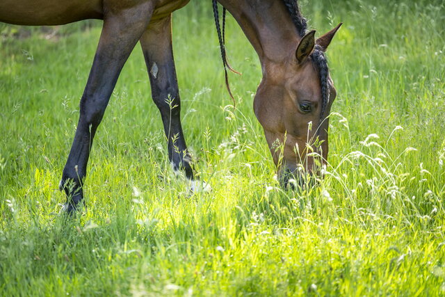 een paard staat in de wei en eet van het verse gras