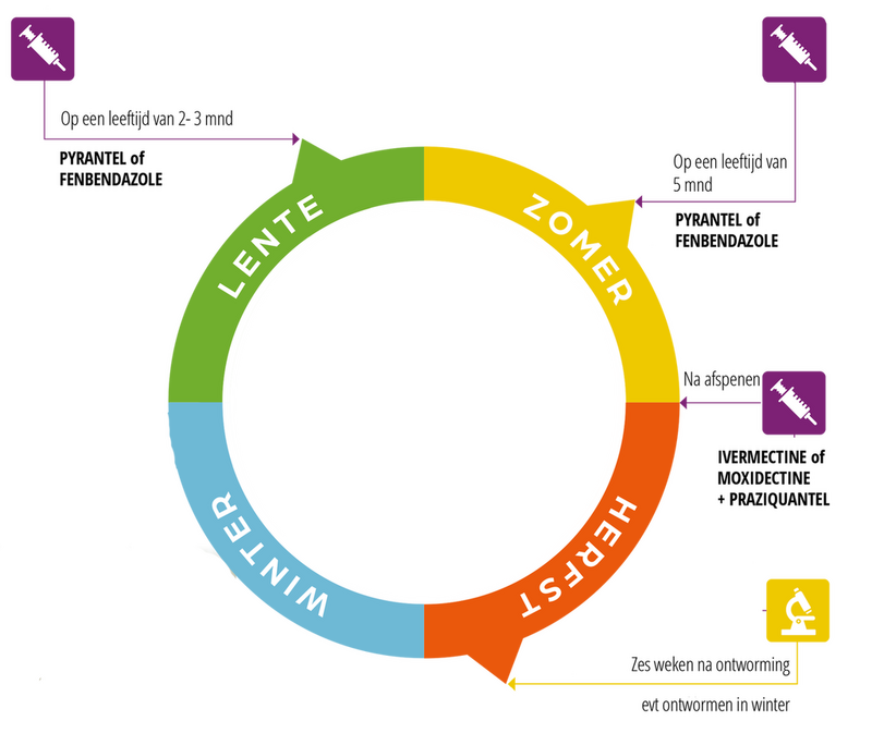 ontwormschema van veulens