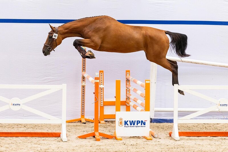paulien bastiaanse en haflinger nymo