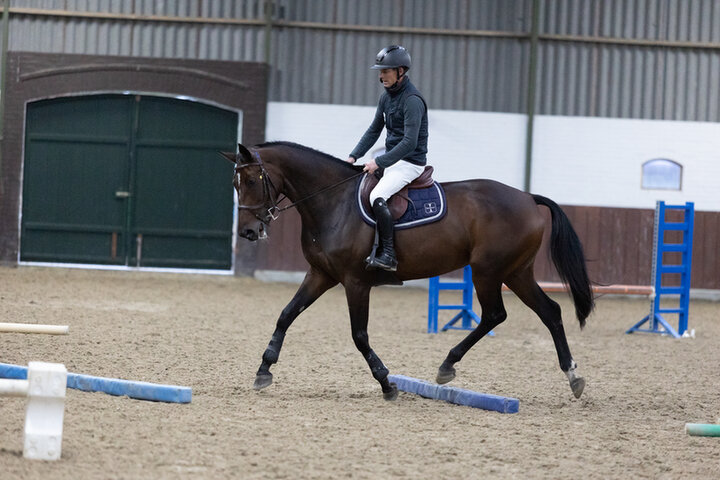 bram chardon vertelt over de wijze waarop hij het borsttuig aanbrengt bij zijn paard