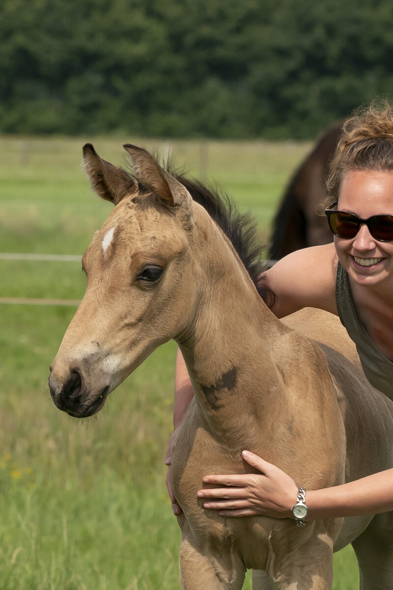 Een oud paard uitstappen langs de weg 