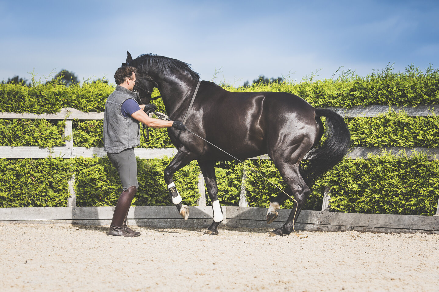 bastiaan de recht laat zijn paard piafferen aan de hand