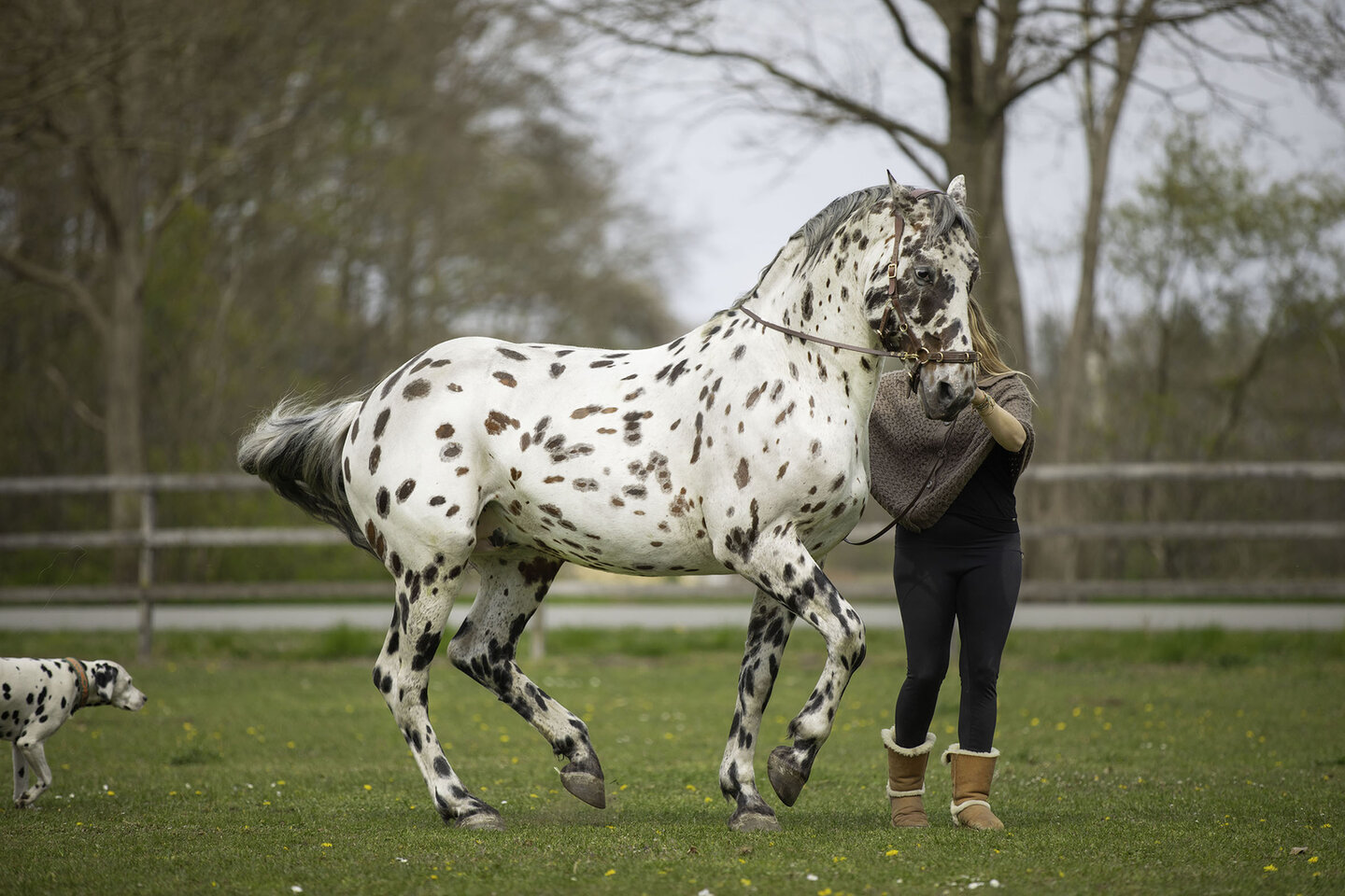 greetje hakvoort laat haar pony steigeren aan de hand