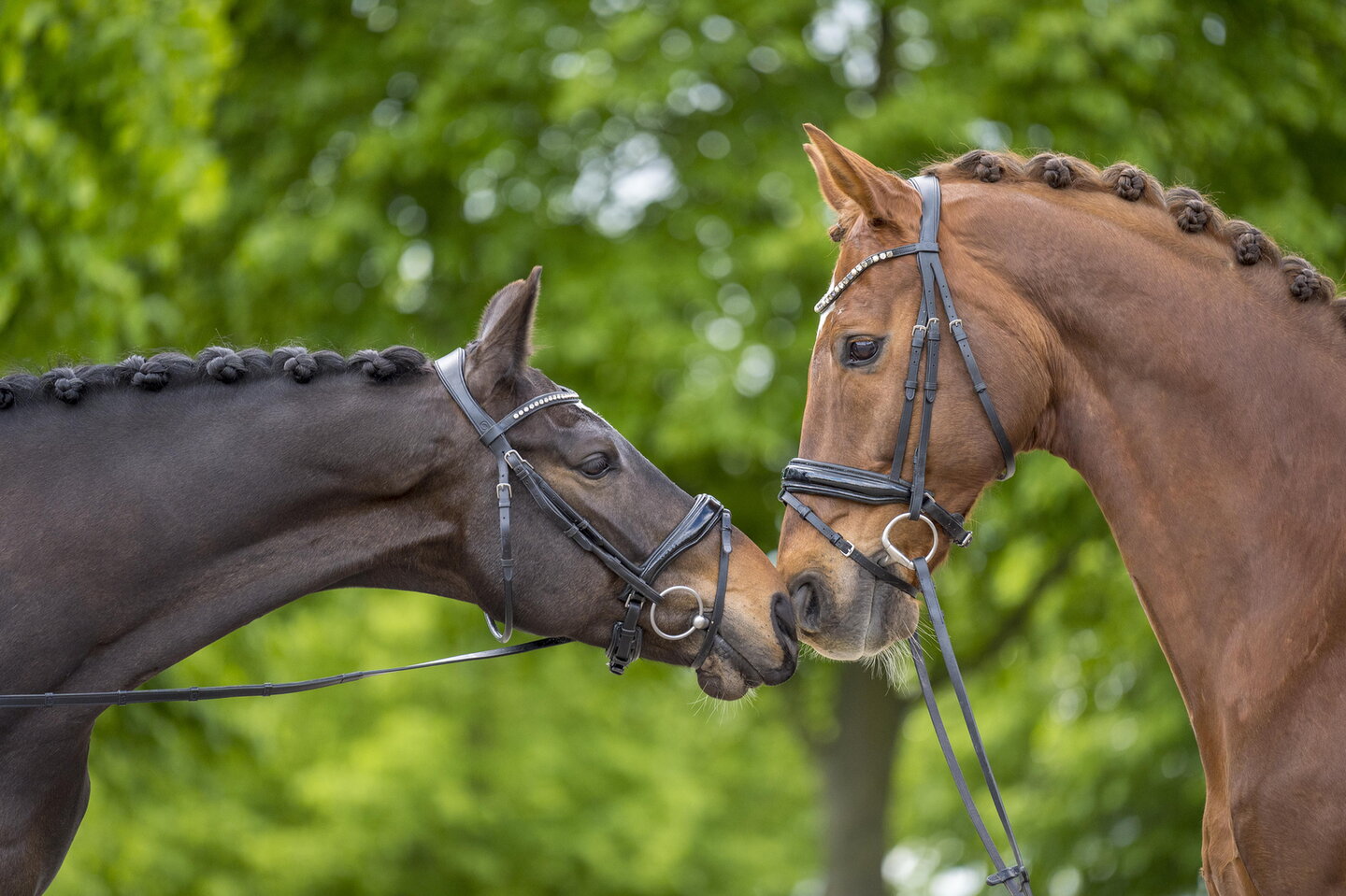de schimmelruin wordt ingepannen voor de wagen door bram en tanja