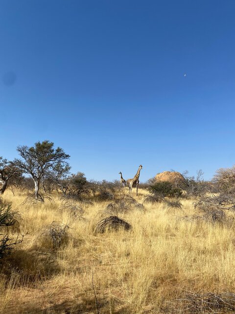 Samantha galoppeert op haar Friese paard over een bospad